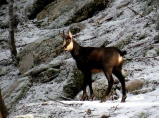  冬季徒步旅行中的小羚羊 